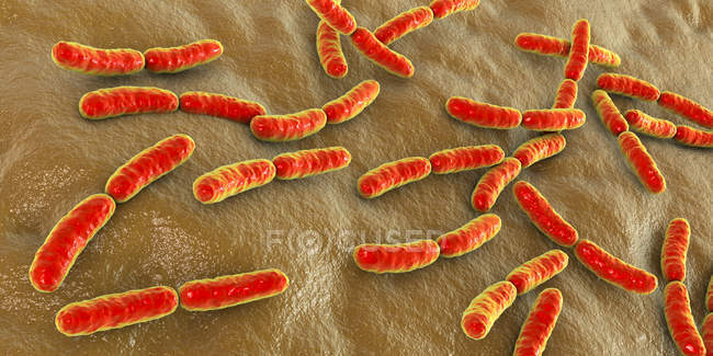 Bacterias Lactobacillus coloreadas del microbioma humano del intestino delgado, ilustración
. - foto de stock