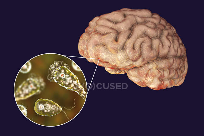 Иллюстрация Неглерии Фаулери, пожирающей мозг, простейшие амебы, поражающие мозг
. — стоковое фото