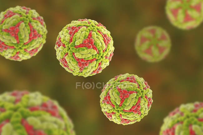 Partículas do vírus da encefalite japonesa, ilustração digital
. — Fotografia de Stock