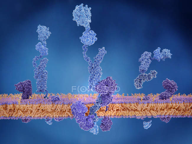 Amyloid precursor protein of cell membrane, digital illustration. — Stock Photo