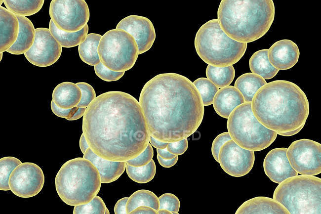 Abstract illustration of Moraxella catarrhalis cocci bacteria. — Stock Photo
