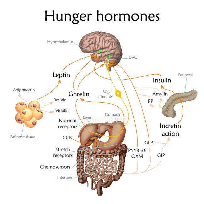 Conexión entre el cerebro y el estómago mientras que el apetito, ilustración conceptual . - foto de stock