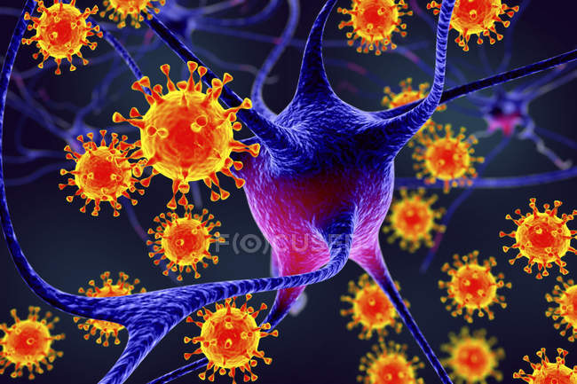 Ilustração conceitual mostrando vírus infectando neurônios do cérebro
. — Fotografia de Stock