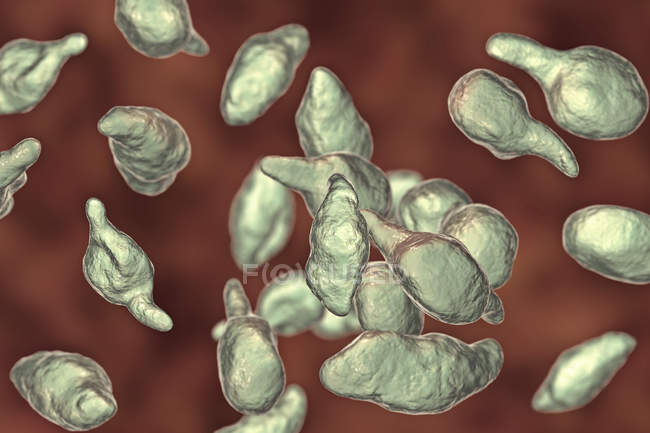 Mycoplasma genitalium bacterias parásitas, ilustración digital
. - foto de stock