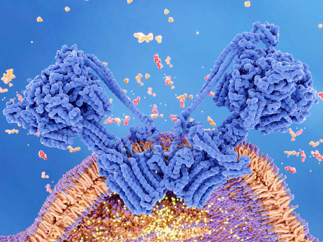 Ilustración de enzimas que impulsan la síntesis de la molécula transportadora de energía ATP . - foto de stock