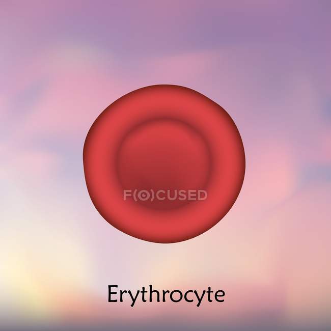 Eritrocitos glóbulos rojos, ilustración digital
. - foto de stock