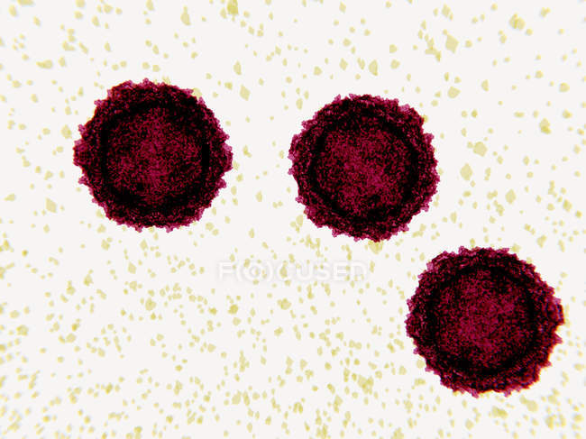 Particelle di virus della poliomielite, illustrazione digitale . — Foto stock