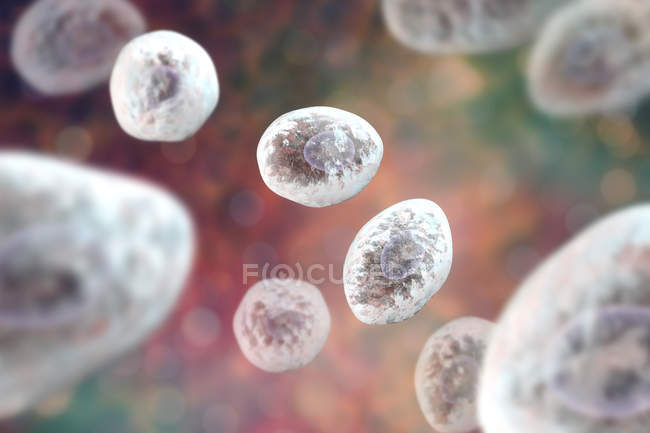 Esporas de hongos Pneumocystis jirovecii causantes de neumonía ilustración digital . - foto de stock