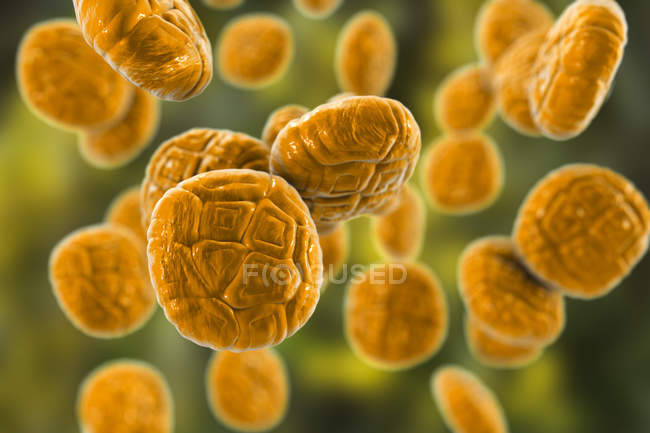 Close-up illustration of colored pollen grain of mimosa plant. — Stock Photo