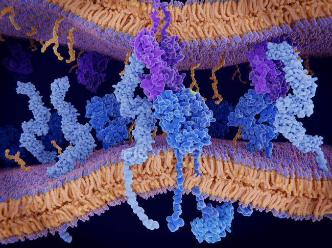 Иллюстрация клеточной мембраны со встроенными белками, молекулами и Т-клеточными рецепторами . — стоковое фото