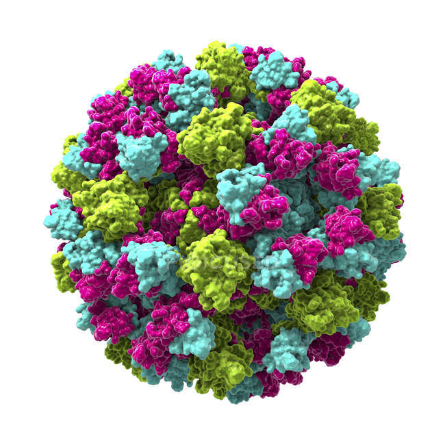 Colored norovirus particle, digital illustration. — Stock Photo