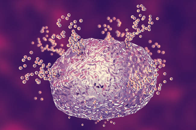 Mastocitos liberando histamina durante la respuesta alérgica, ilustración digital
. - foto de stock