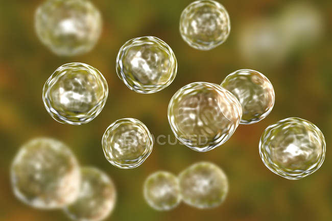 Blastomyces dermatitis fungus in yeast form, digital illustration. — Stock Photo