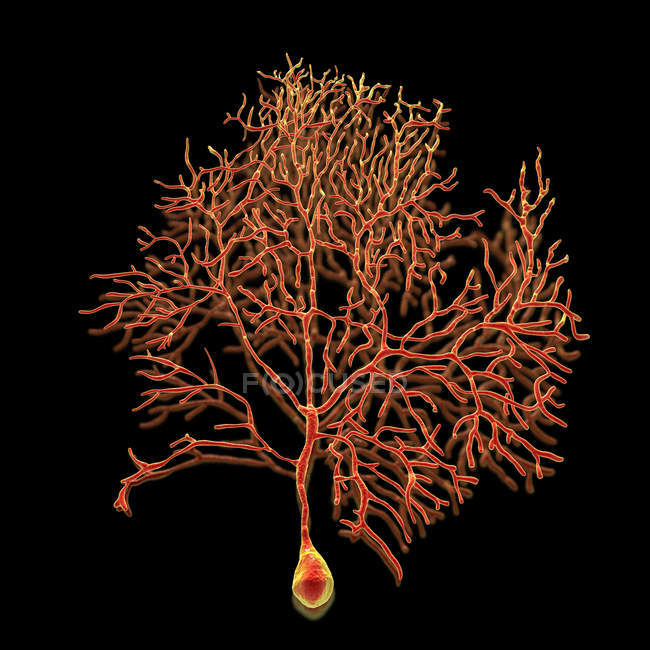 Purkinje cell of brain cerebellum, ilustración digital
. - foto de stock