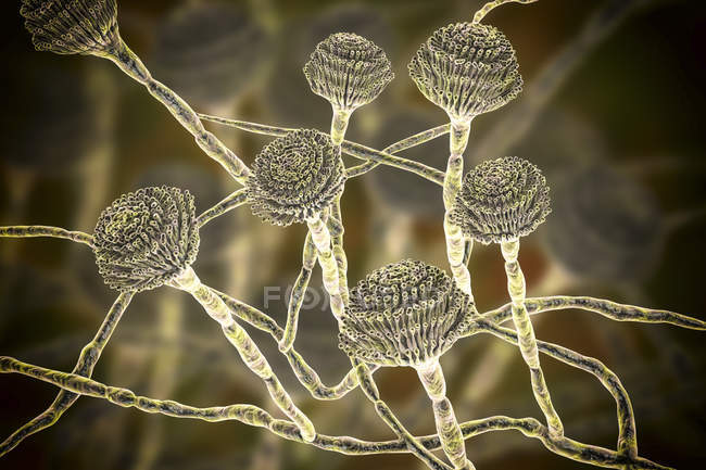 Ilustración digital de cuerpos fructíferos e hifas de hongos Aspergillus fumigatus
. - foto de stock