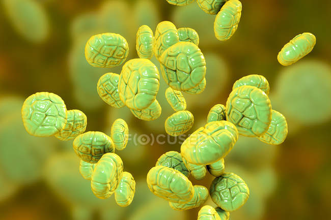 Close-up illustration of colored pollen grain of mimosa plant. — Stock Photo