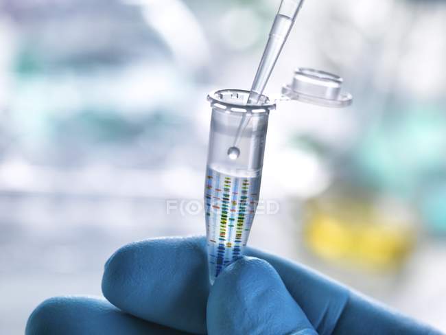 Resultado de la prueba de ADN en tubo de microcentrifugado con muestra de ADN en mano científica
. - foto de stock