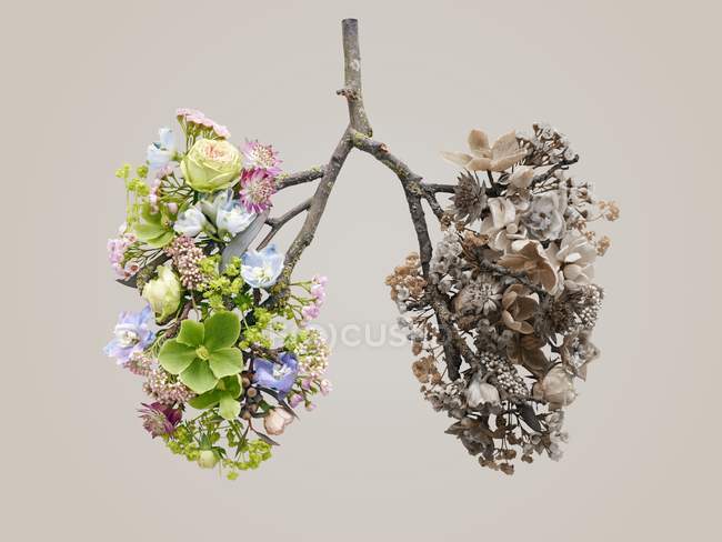 Fiori primaverili che rappresentano polmoni umani sani e malsani, studio concettuale girato . — Foto stock
