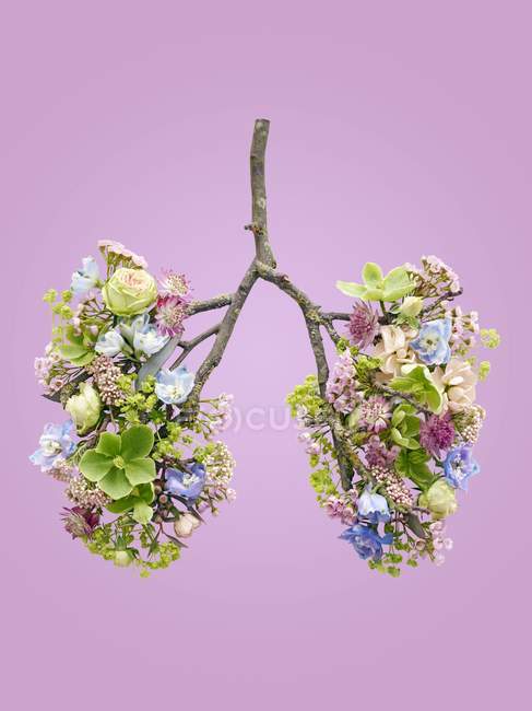 Весняні квіти, що представляють здорові людські легені, концептуальний студійний знімок . — стокове фото