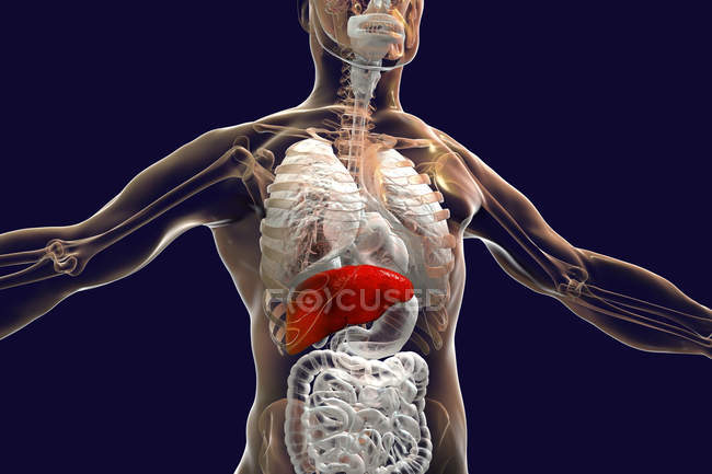 Silhueta humana com fígado selecionado, ilustração . — Fotografia de Stock