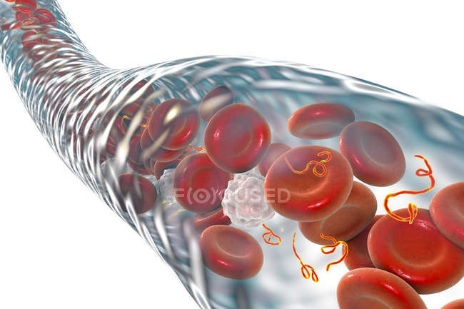 Partículas del virus del Ébola en la sangre, ilustración digital
. - foto de stock