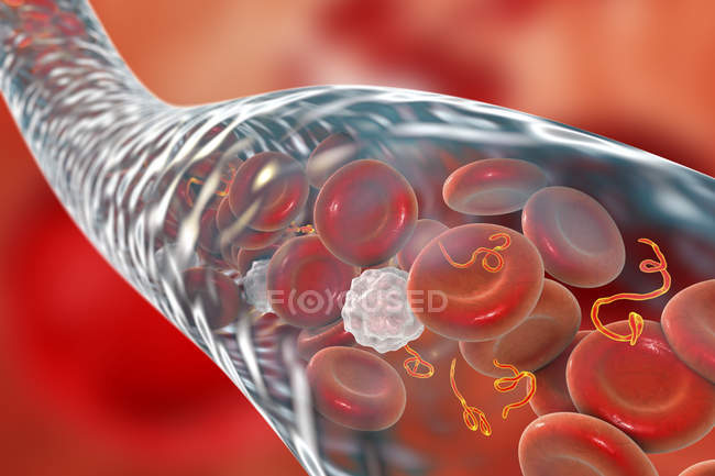Partículas do vírus ébola no sangue, ilustração digital
. — Fotografia de Stock