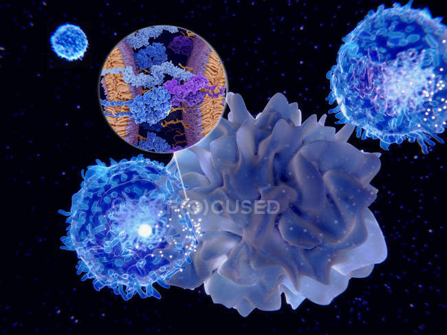 Ilustración de la actividad celular presentadora de antígenos de las células dendríticas a través de moléculas complejas de histocompatibilidad unidas a membrana
. - foto de stock