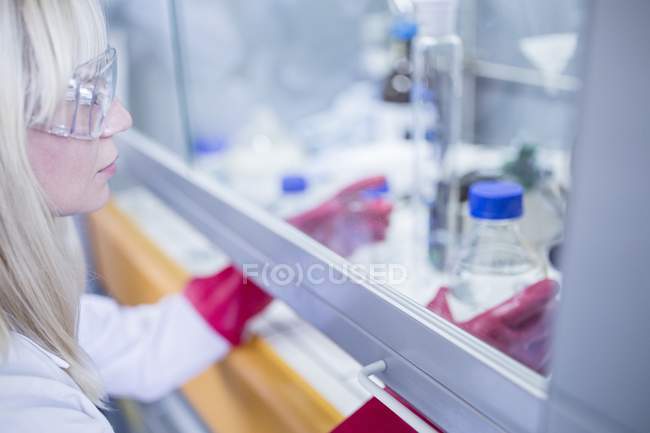 Técnico de laboratorio en guantes gruesos y gafas de seguridad con capucha de flujo laminar mientras trabaja con productos químicos peligrosos
. - foto de stock
