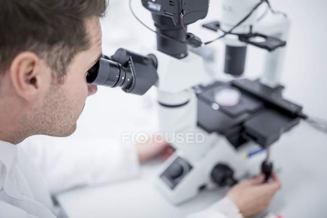 Scientist examining cultured cells under microscope. — Stock Photo