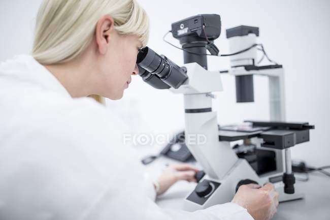 Scienziato che esamina al microscopio le cellule coltivate . — Foto stock