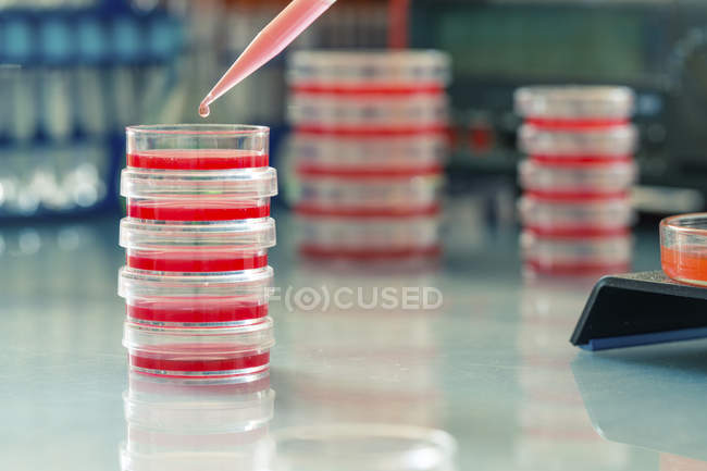 Close-up of pipetting samples into Petri dishes. — Stock Photo