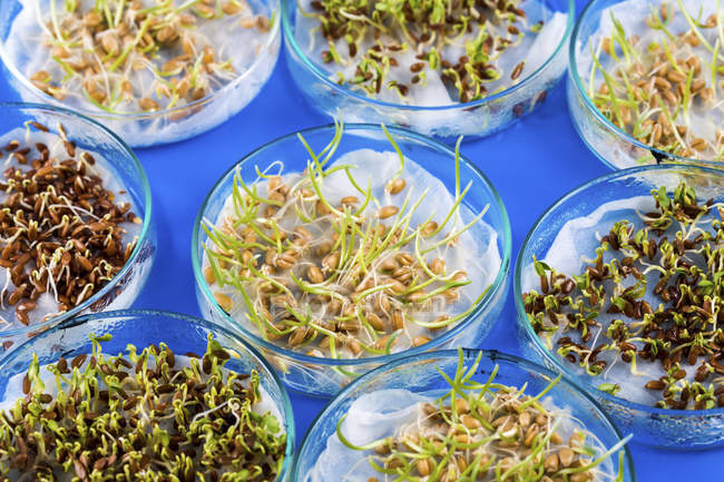 Various sprouted seeds in Petri dishes. — Stock Photo