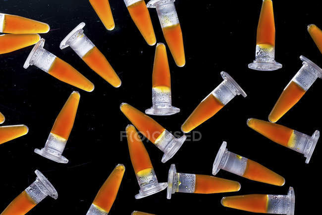 PCR tubes with orange samples on black background. — Stock Photo