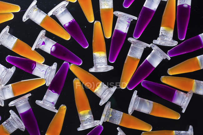 PCR-Röhrchen mit orangen und lila Proben auf schwarzem Hintergrund. — Stockfoto