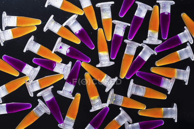 Tubos PCR con muestras de color naranja y púrpura sobre fondo negro . - foto de stock