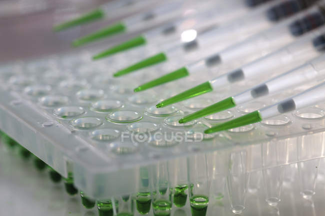 Крупный план многоканальной пипетки с зеленой жидкостью на многоскважинной пластине в лаборатории . — стоковое фото