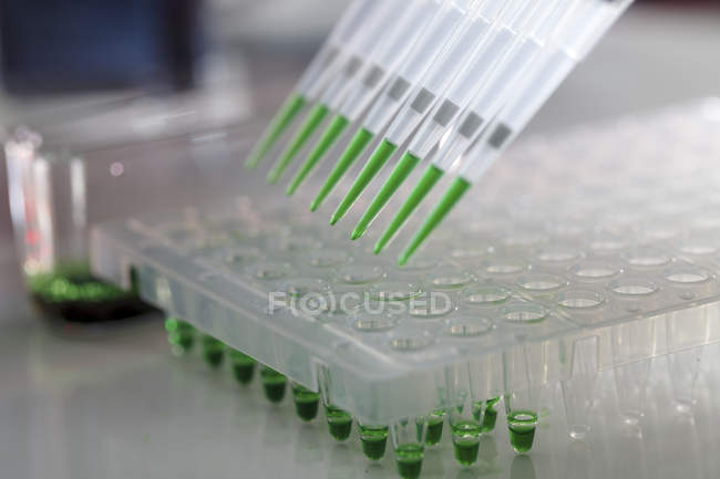 Gros plan de la pipette multicanal avec liquide vert sur plaque multipuits en laboratoire
. — Photo de stock
