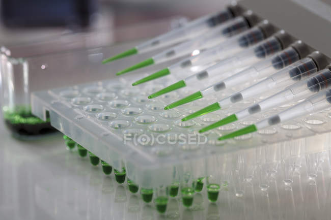 Primer plano de la pipeta multicanal con líquido verde en placa multipocillo en laboratorio . - foto de stock