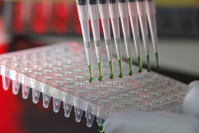 Close-up de pipeta multicanal com pipetagem líquida verde em placa de múltiplos poços em laboratório . — Fotografia de Stock