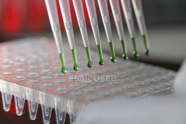 Close-up of multichannel pipette with green liquid pipetting into multiwell plate in laboratory. — Stock Photo