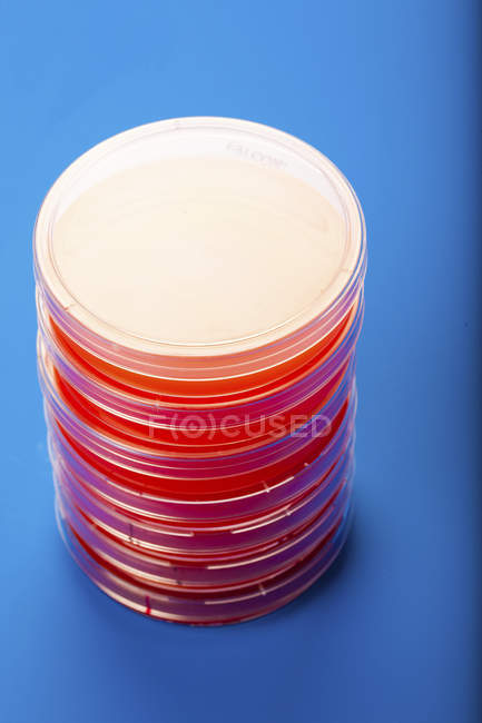 Platos Petri con agar de sangre apilados sobre fondo azul
. - foto de stock
