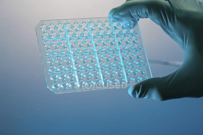 Primer plano de la mano del científico que sostiene la placa multipocilga PCR
. - foto de stock