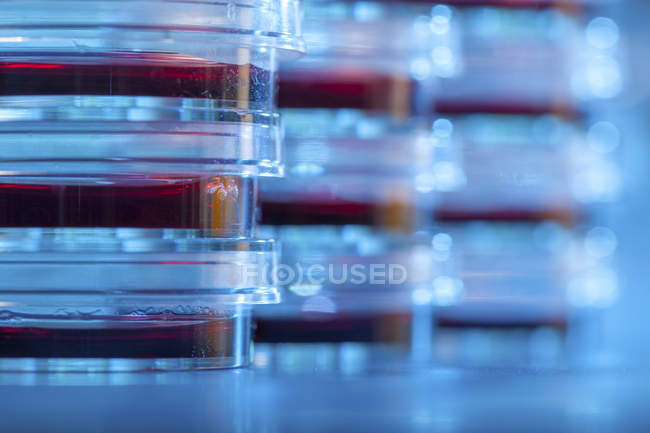 Nahaufnahme gestapelter Petrischalen mit Agar für die mikrobiologische Forschung. — Stockfoto
