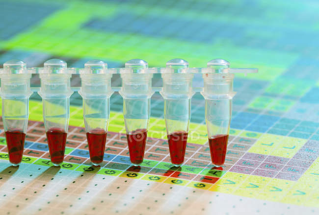 Muestras de sangre en tira de tubo microcentrifugadora para análisis genéticos . - foto de stock