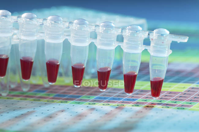 Échantillons de sang dans une bande de tube de microcentrifugeuse pour analyse génétique . — Photo de stock