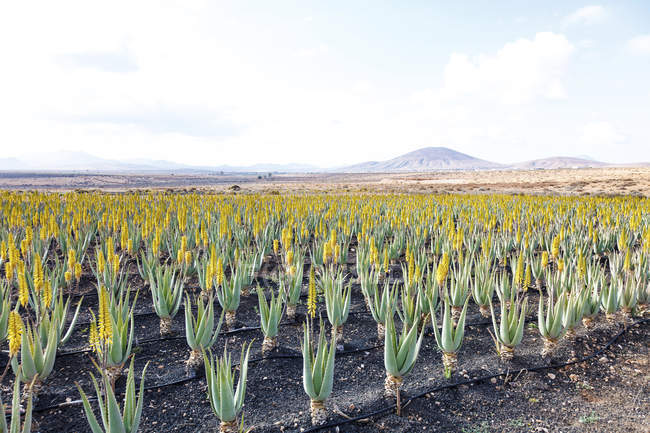 Aloe vera cultivé à la ferme sur Fuerteventura, Îles Canaries
. — Photo de stock
