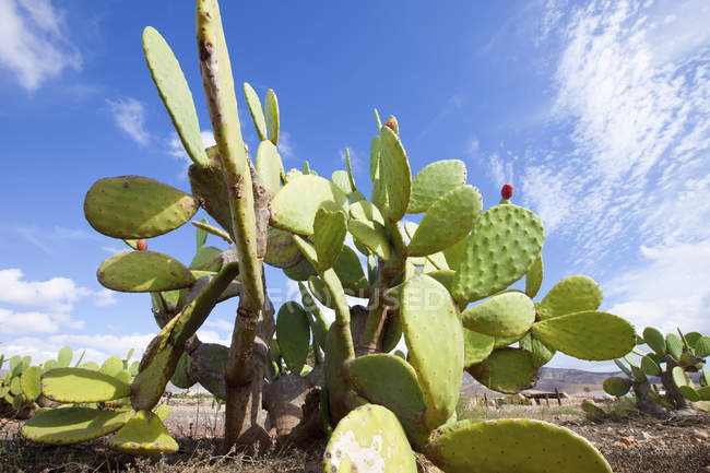 Primer plano de cactus espinosos verdes creciendo en Arizona, EE.UU. . - foto de stock