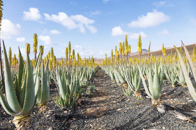Aloe vera crescendo na fazenda em Fuerteventura, Ilhas Canárias . — Fotografia de Stock