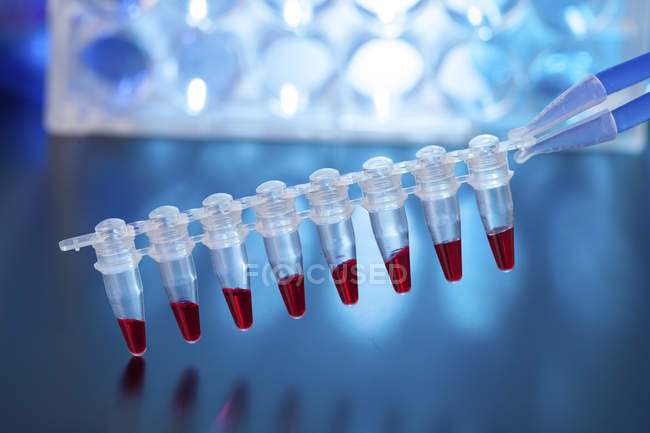 PCR striscia micro tubo con liquido rosso
. — Foto stock