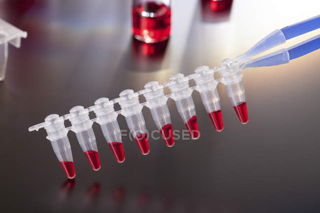 PCR micro tube strip with red liquid. — Stock Photo
